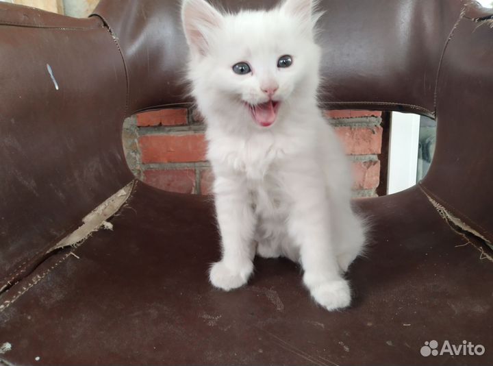 Кошка турецкая ангора