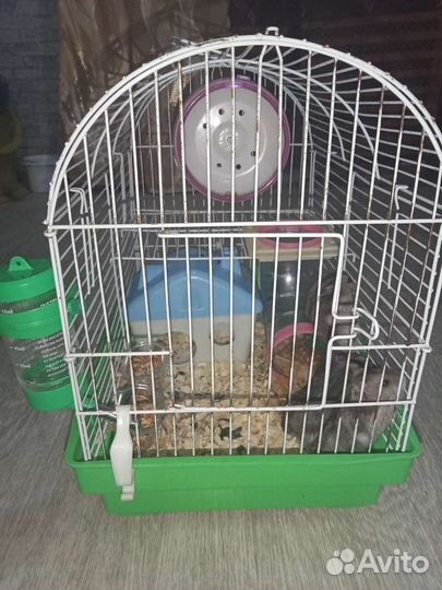 Джунгарские хомяки с клеткой