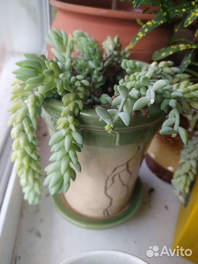 Кактусы и суккуленты 2