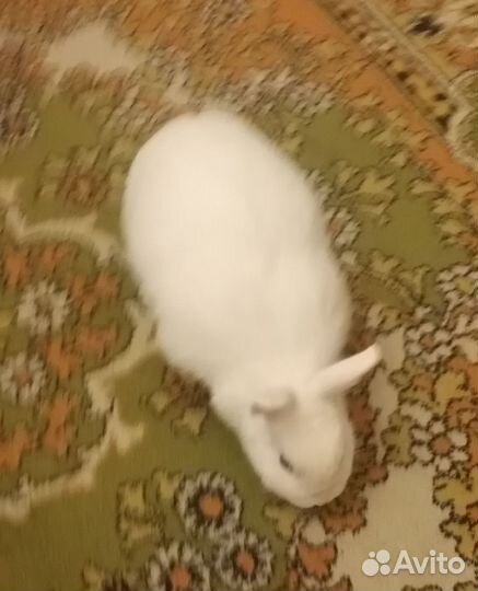 Кролик гермелин