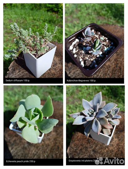 Суккуленты