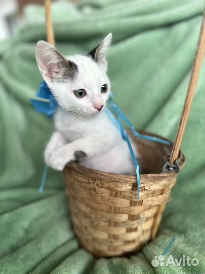 Котенок мальчик