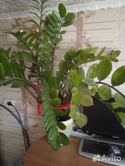 Замиокулькас