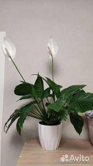 Спатифиллум женское счастье