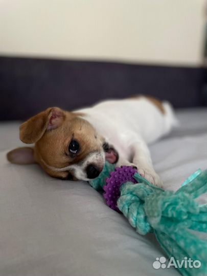 Очаровательный щенок чихуахуа