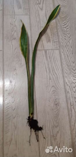 Щучий хвост цветок