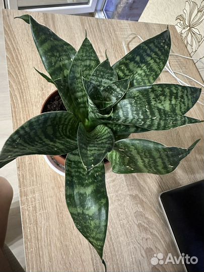 Сансевиерия ханни