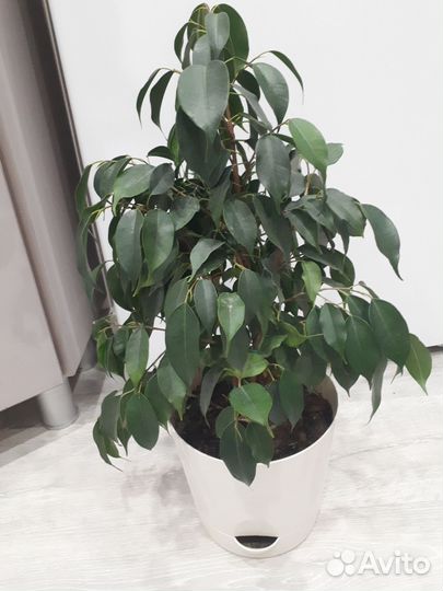 Фикус бенджамина