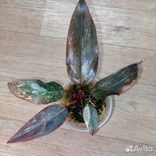 Комнатные растения