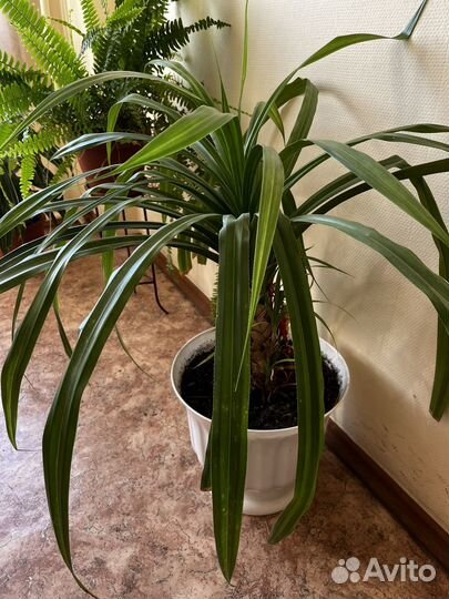 Пальма панданус