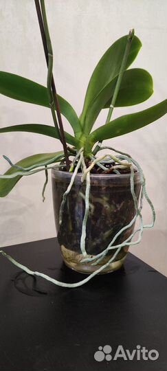 Орхидея фаленопсис