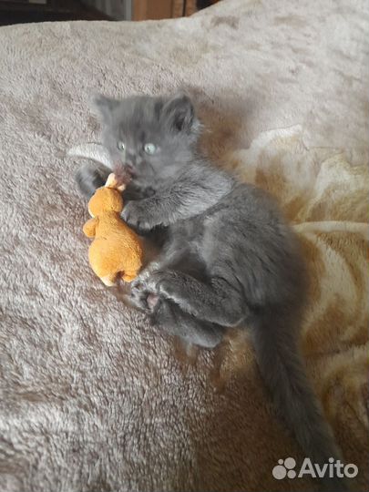 Кошки в добрые руки