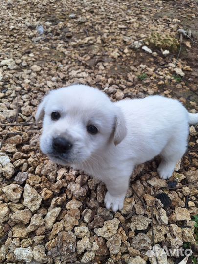 Отдам щенков в хорошие добрые руки