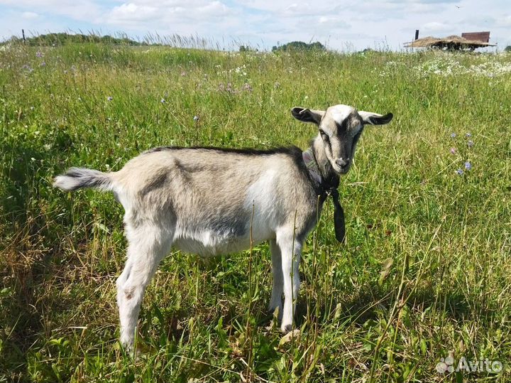 Альпийский козлик