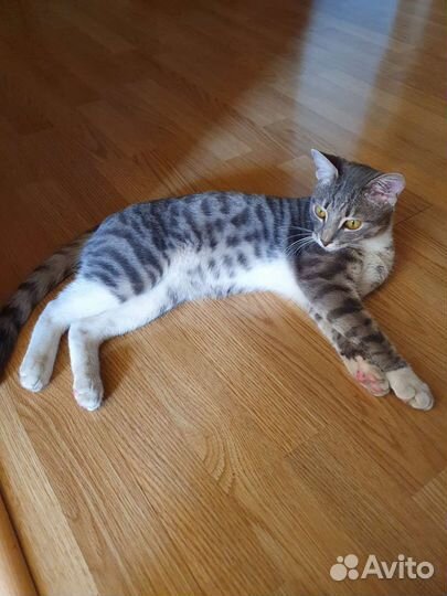 Котик бесплатно