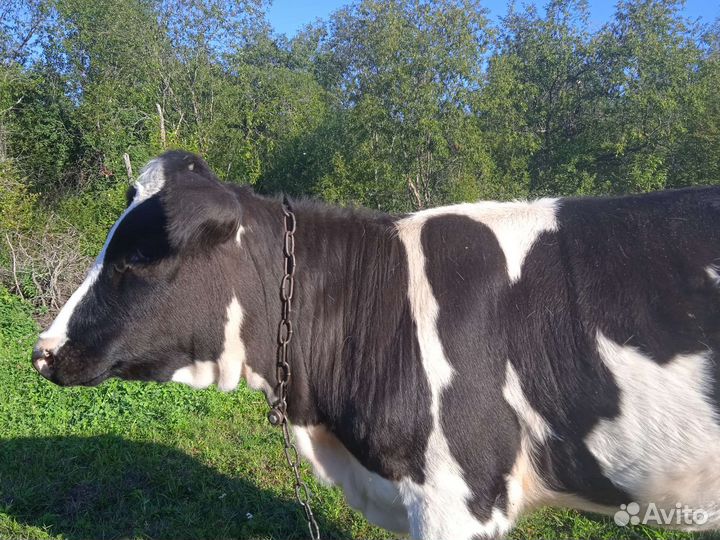 Тëлочка