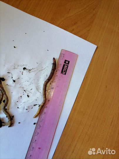 Червь Дендробена Венета для рыбалки