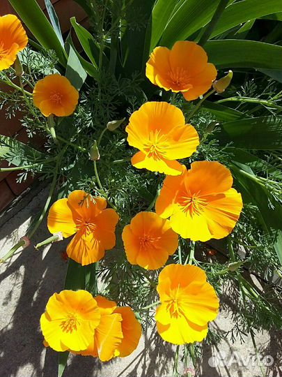 Растения уличные