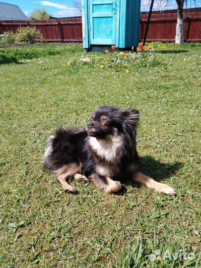 Кобель чихуахуа на вязку