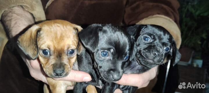 Той-терьер щенки