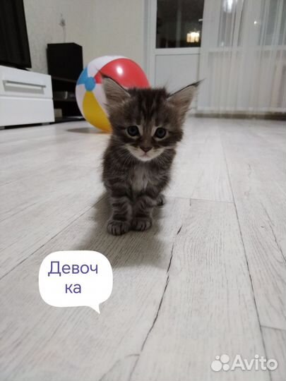 Котята мейн-кун