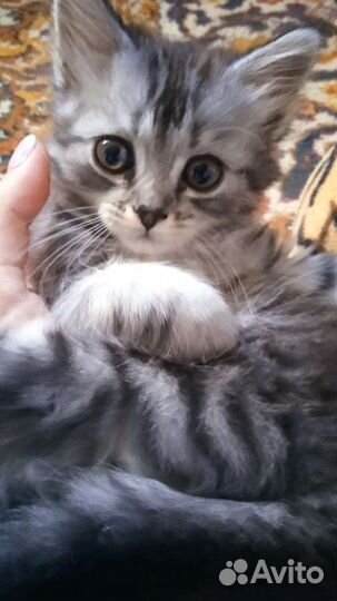 Котята в добрые руки бесплатно девочки