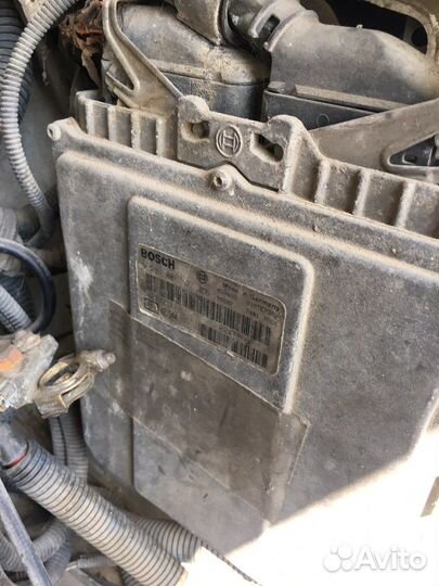 Эбу мозги на ивека дейли