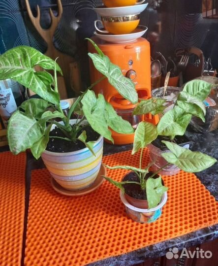 Сингониум конфети