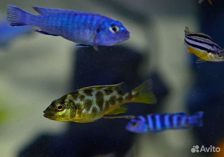 Малавийские цихлиды