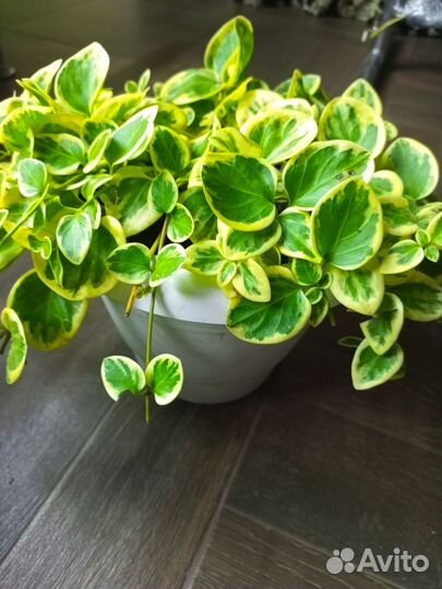 Пеперомия вариегатная