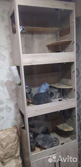 Витрина +3 шинишиллы