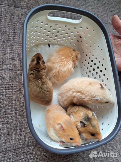 Сирийский хомяк