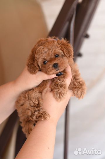 Мальтипу ред braun