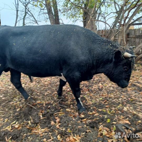 Бык, корова