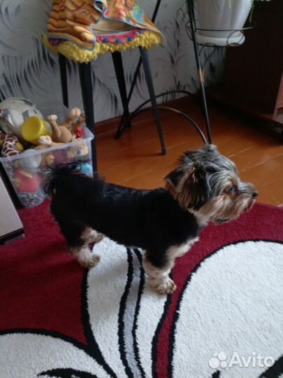 Йоркширский терьер