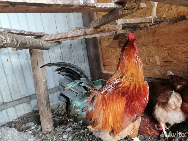 Петух Кучинский