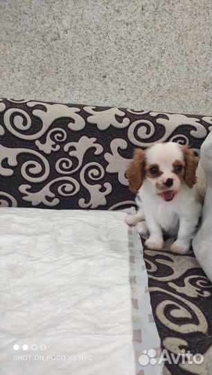 Кинг чарльз спаниель