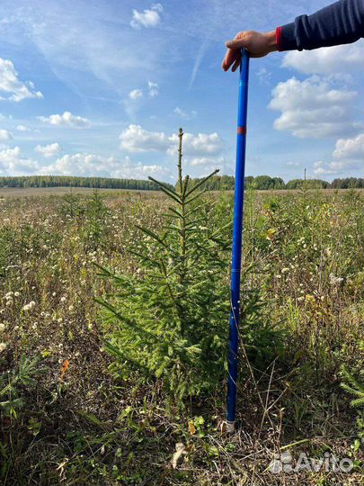 Саженцы деревья крупномеры ель сосна