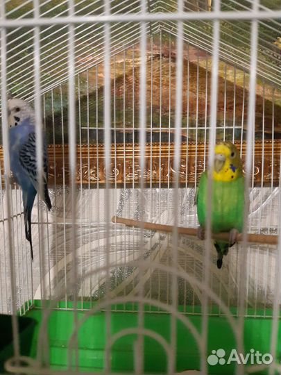 Волнистый попугай