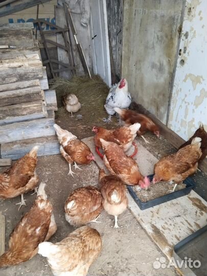 Куры, петух