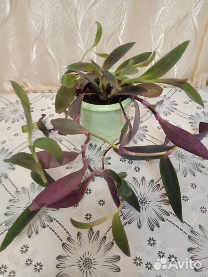 Традесканция