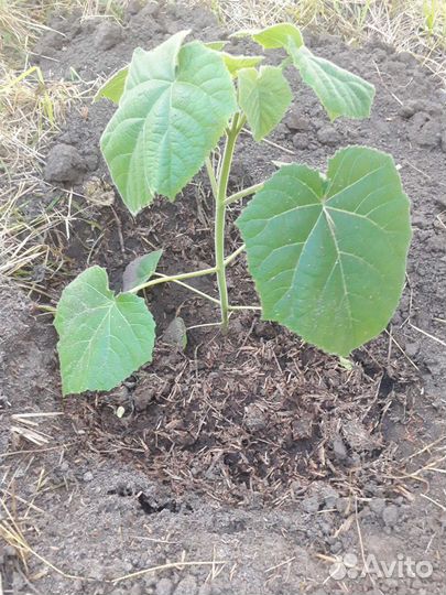 Павловния Пао Тонг Z07