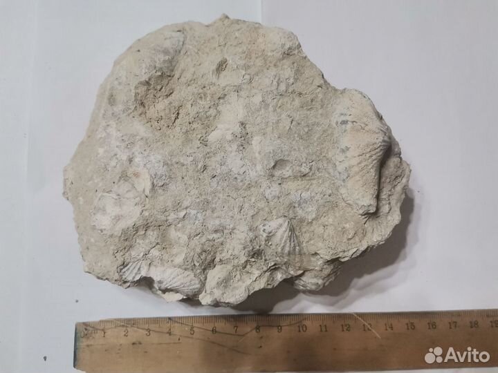 Окаменелая флора пермского периода