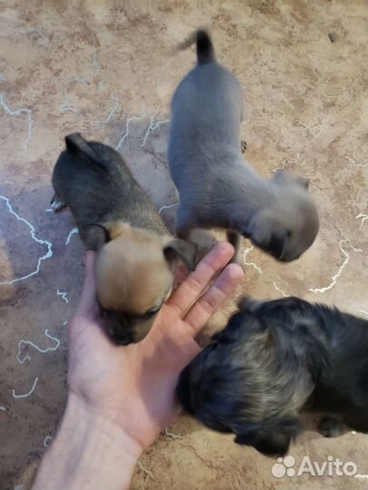 Щенки чихуахуа-мини девочки