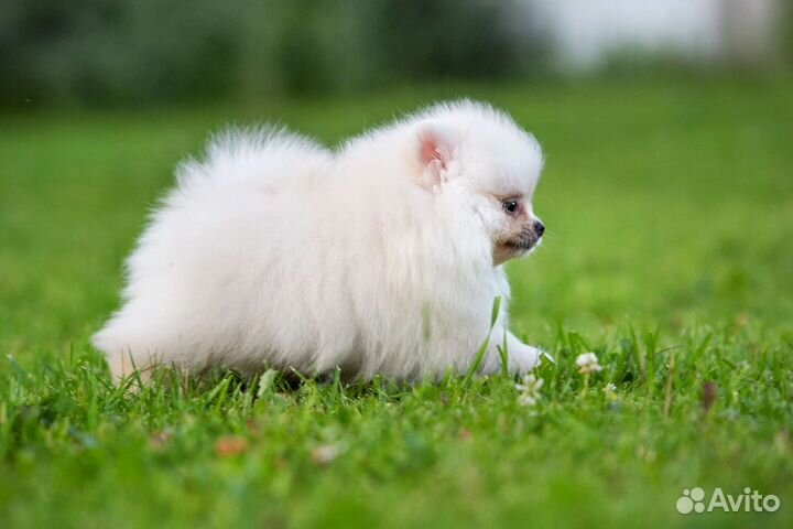 Померанский шпиц медвежьего типа, девочка, 2 мес