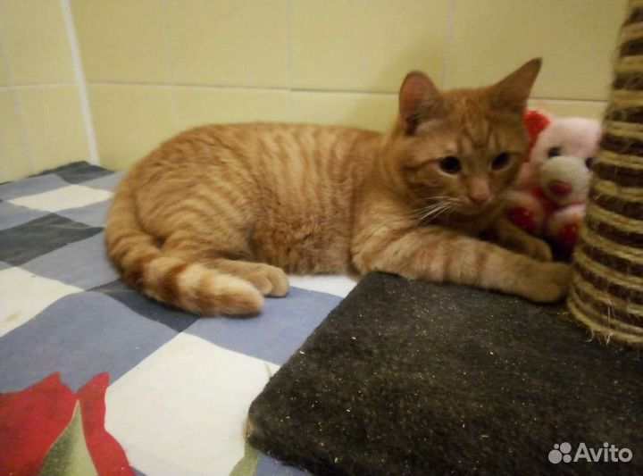 Молодой котик в поисках семьи