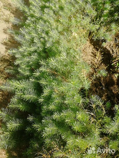 Почвокровное растение молочай кипарисовый
