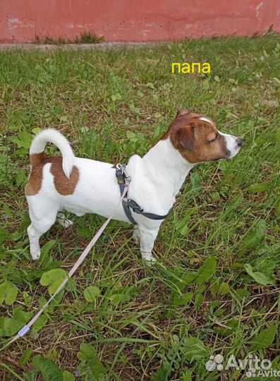 Щенки джек рассел терьер