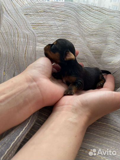 Йоркширский терьер