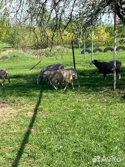 Катумские овцы(полукровки)